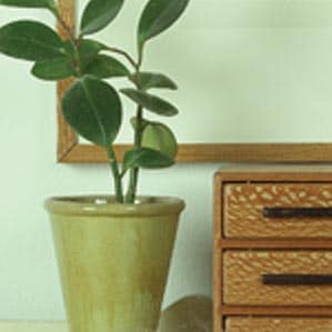 Evergreen Textured